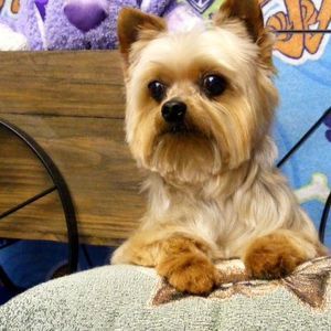 Meet your Posher, Barbara